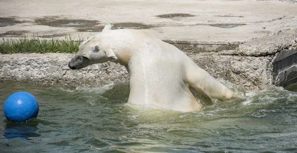 Happy polar bear swims — Stock Photo, Image