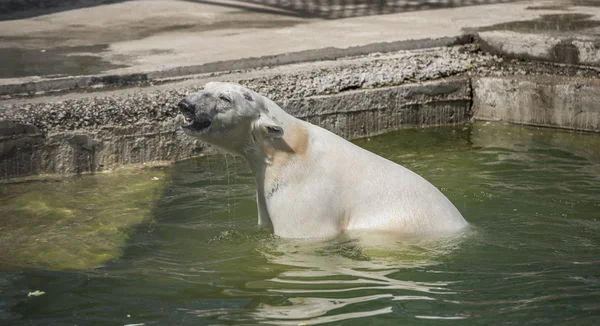 Happy polar bear swims — Stock Photo, Image