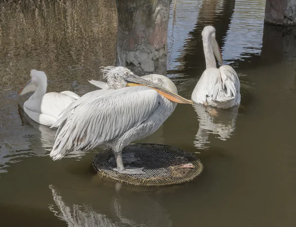 Grup Pelikan beslenmesi için bekliyor — Stok fotoğraf