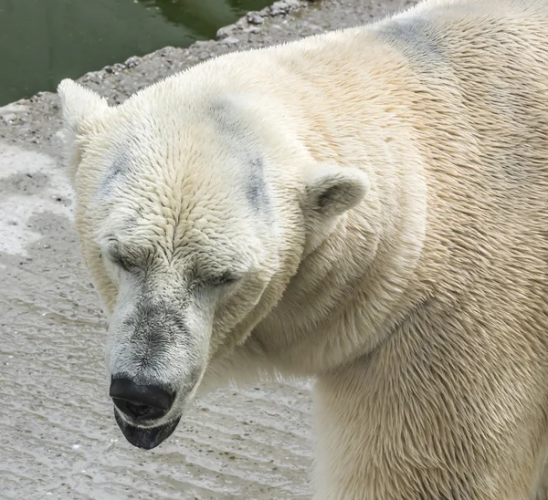Urso polar após o banho — Fotografia de Stock