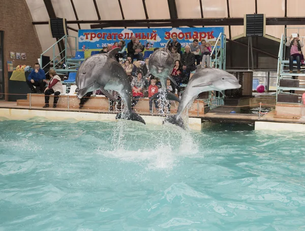 Dolphins: Mom and 2 sons in a jump in the Rostov dolphinarium