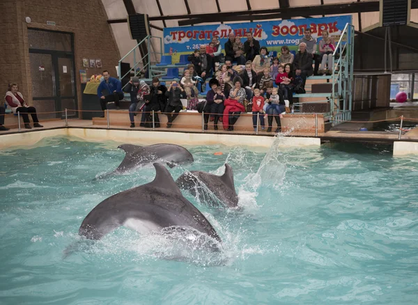 Delfines: Mamá y dos hijos en un salto en el delfinario de Rostov — Foto de Stock