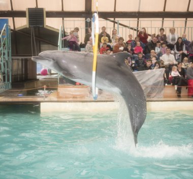   Rostov dolphinarium çemberin içinden atlamak yunus  