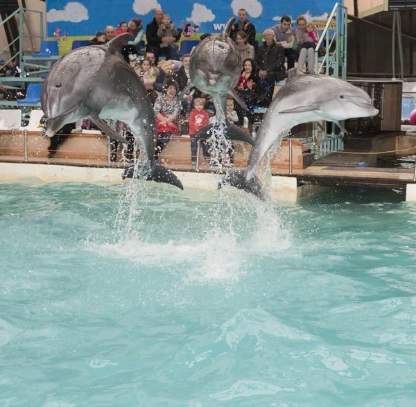 Delfines: Mamá y dos hijos en un salto en el delfinario de Rostov — Foto de Stock