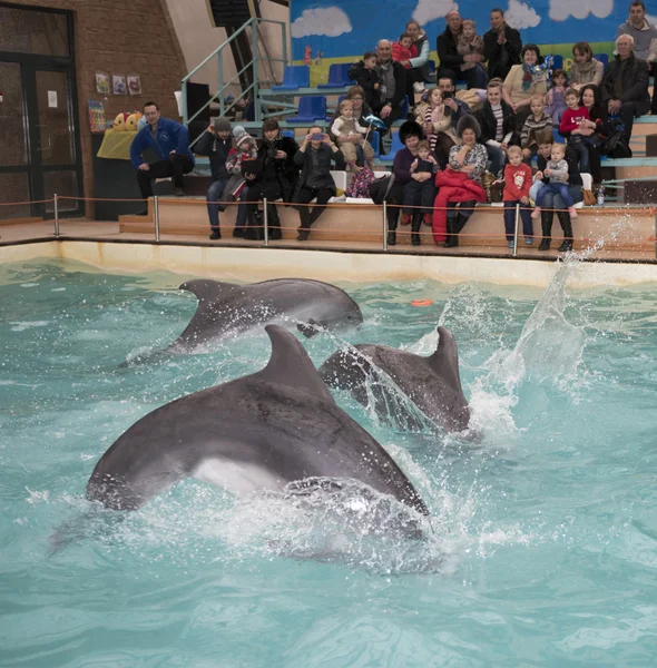 Delfines: Mamá y dos hijos en un salto en el delfinario de Rostov — Foto de Stock