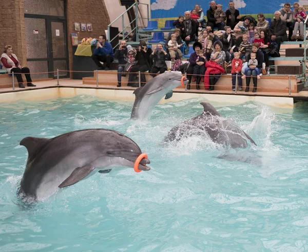 Dolphins -Mom and two sons perform exercises with rubber rings — Stock Photo, Image