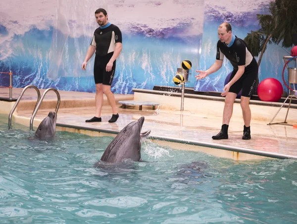 Delfín juega pelotas con el entrenador en el delfinario de Rostov — Foto de Stock