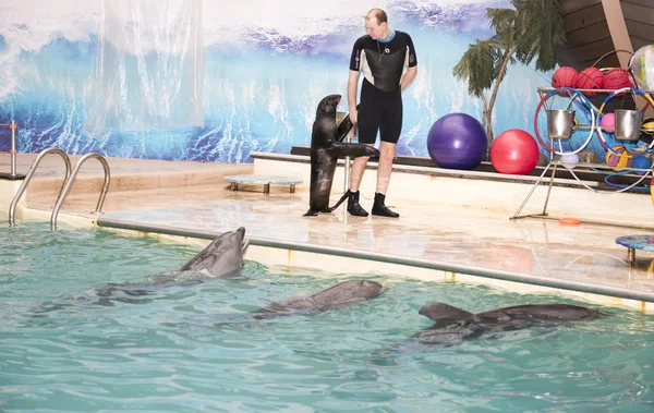 El entrenador camina con león marino frente a los delfines — Foto de Stock