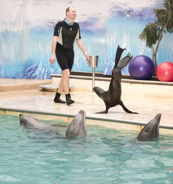 León marino va en aletas bajo el entrenador — Foto de Stock