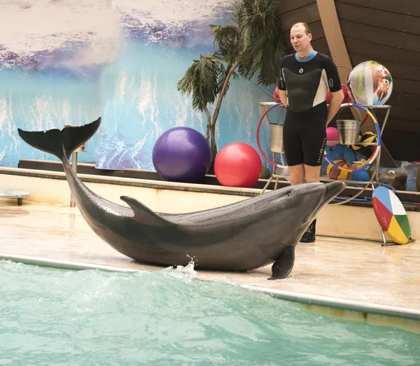 Dolphin realiza entrenamiento de equipo — Foto de Stock