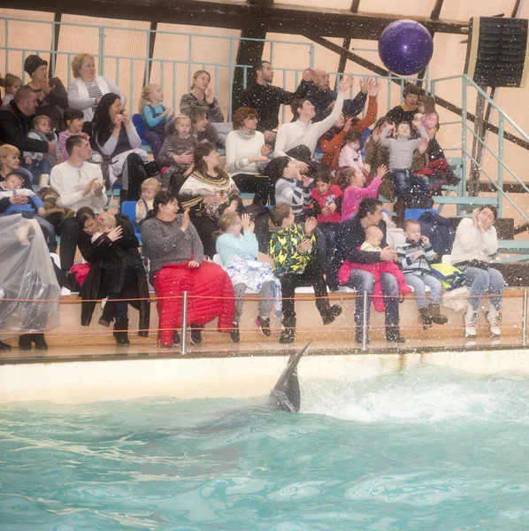 Dolphin tail throws the ball in the audience — Stock Photo, Image