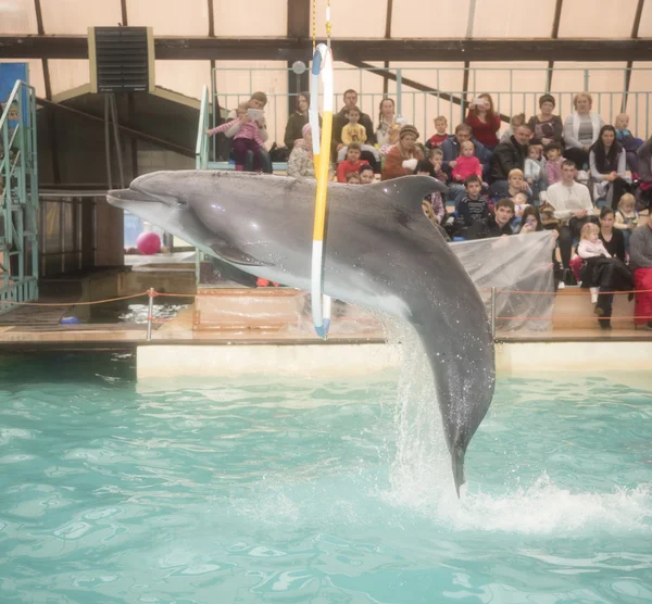 Delfín saltando a través de aros en el delfinario de Rostov — Foto de Stock