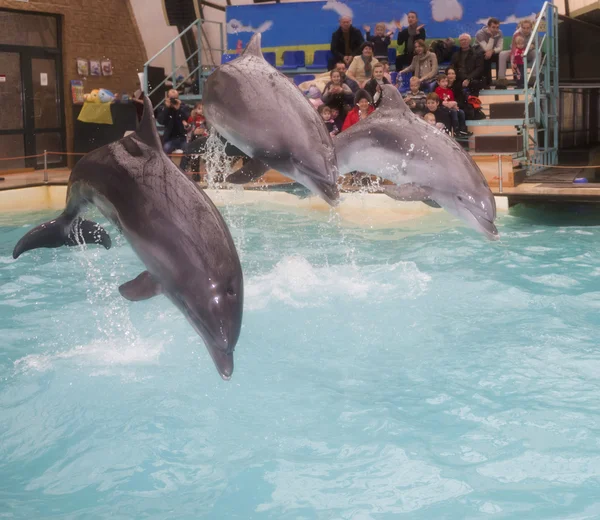 Dolphins: Mom and 2 sons in a jump in the Rostov dolphinarium — Stock Photo, Image