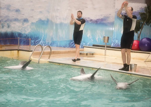 Trainers his hands and dolphins by flippers, greet the audience — Stock Photo, Image