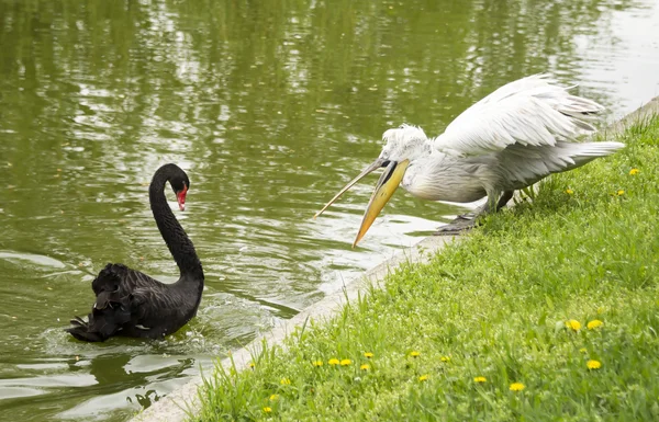 Cisne Negro, defendendo seu amigo, ataca Pelicano — Fotografia de Stock