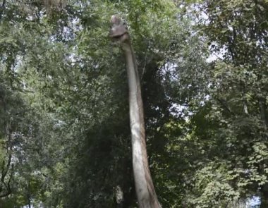 Brachiosaurus (geç Jura - 156 milyon yıl önce)