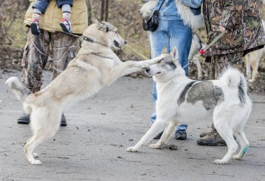 Laika dostu kucaklama