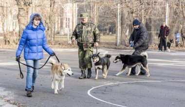 Rostov-on-Don huskies Sergisi