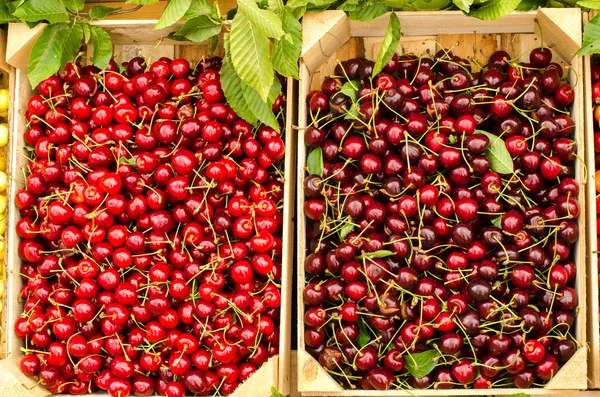 Close up on ripe red and dark red cherries in crates at the market. Cherry background. — Stok fotoğraf