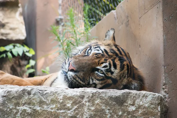 Тигр наслаждается ленивым днем — стоковое фото