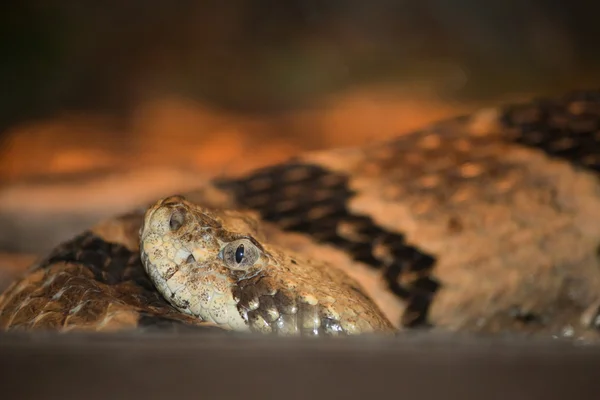 Fermeture du serpent Images De Stock Libres De Droits