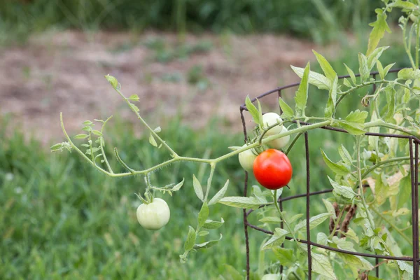 Tomatoes on the vine Stock Photo