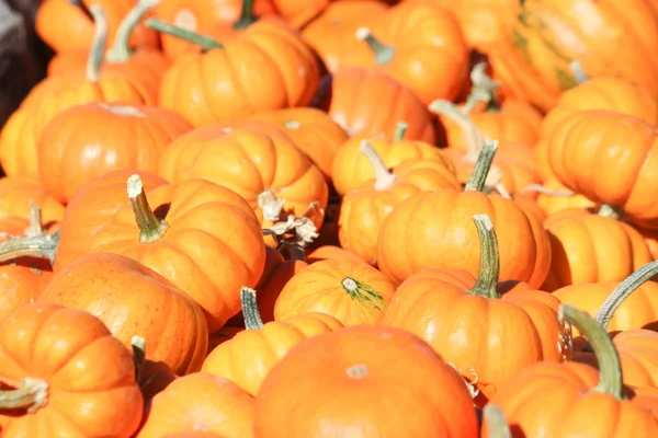 Pumpkin minis — Stock Photo, Image