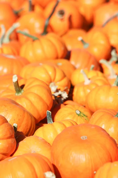 Mini pumpkins — Stock Photo, Image