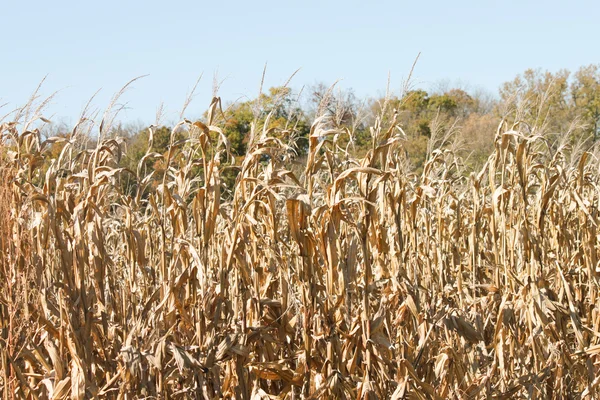 Harvest Stock Photo