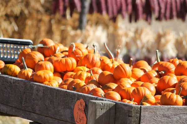 Pumpkin table Stock Picture