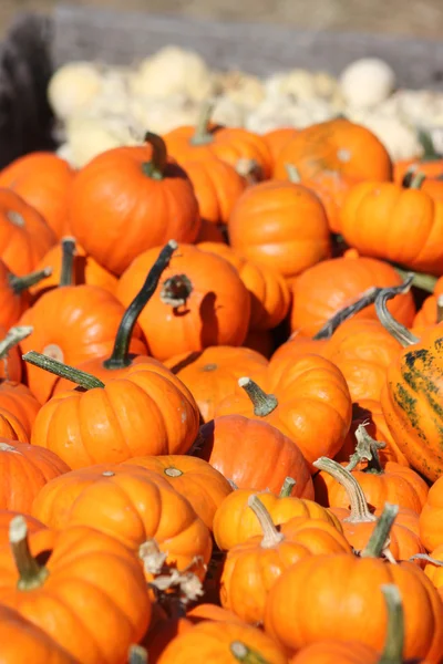 Pumpkin minis galore — Stock Photo, Image