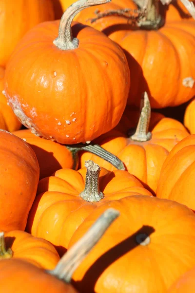 Close up of mini pumpkins — Stock Photo, Image