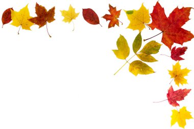 Beyaz arkaplanda farklı türde sonbahar yapraklarından çerçeve.