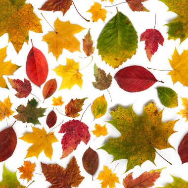 Beyaz zemin üzerinde farklı türde çok renkli sonbahar yaprakları deseni.