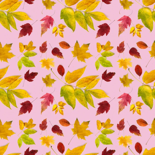 Wzór wielobarwne jesienne liście różnych typów na różowym tle. — Zdjęcie stockowe