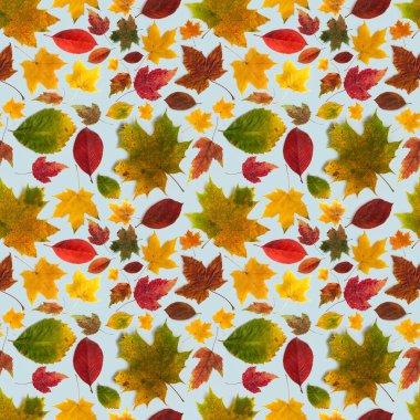 Gri-mavi arka planda farklı türde çok renkli sonbahar yapraklarının deseni.