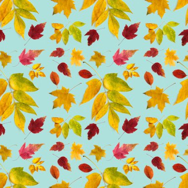 Soluk mavi arkaplanda farklı türde çok renkli sonbahar yaprakları deseni.