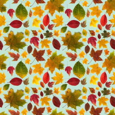 Gri-mavi arka planda farklı türde çok renkli sonbahar yaprakları. Kusursuz arkaplan