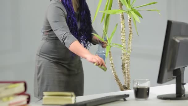 Uma mulher no escritório com um penteado afro azul cuida de flores interiores — Vídeo de Stock