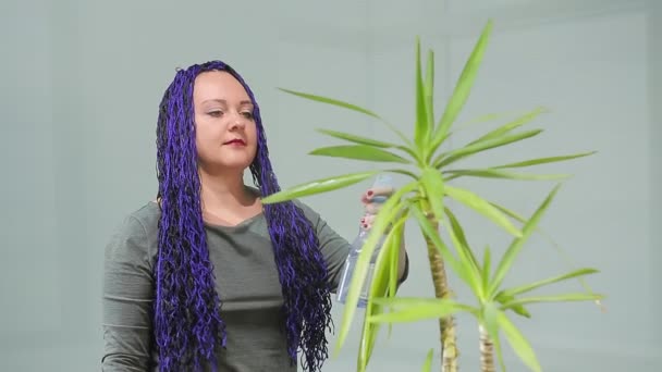 Жінка в офісі з блакитним афро-волоссям піклується про кімнатні квіти і освіжає водою — стокове відео
