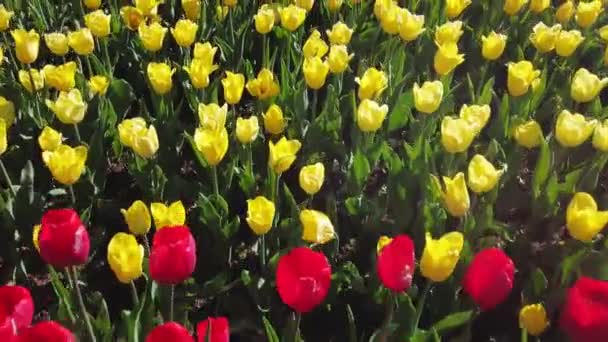 Muchos tulipanes amarillos y rojos en flor vista superior. — Vídeo de stock