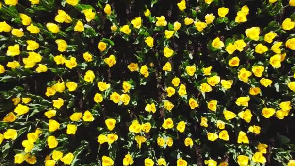 Gule tulipaner på et blomsterbed som svinger i vindens øverste synsfelt fra bunn til topp – stockvideo