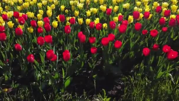 Žluté a červené tulipány na květinovém záhonu houpající se ve větru — Stock video