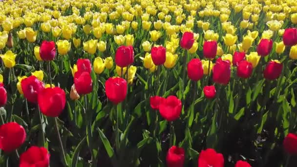 Tulipanes amarillos y rojos en un lecho de flores balanceándose en la vista superior del viento — Vídeo de stock