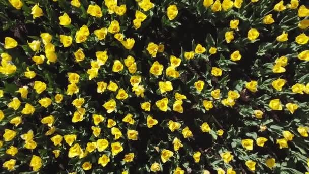 Žluté tulipány houpající se ve větru horní pohled v kruhu. — Stock video