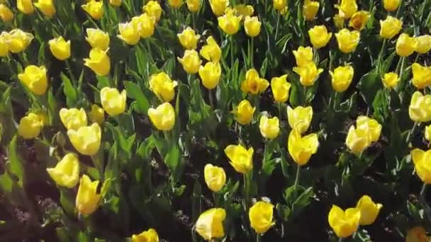 Mnoho žlutých a červených tulipánů v pohledu shora. — Stock video