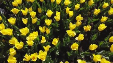 Sarı lalelerden oluşan bir çiçek tarlası rüzgarda sallanıyor.