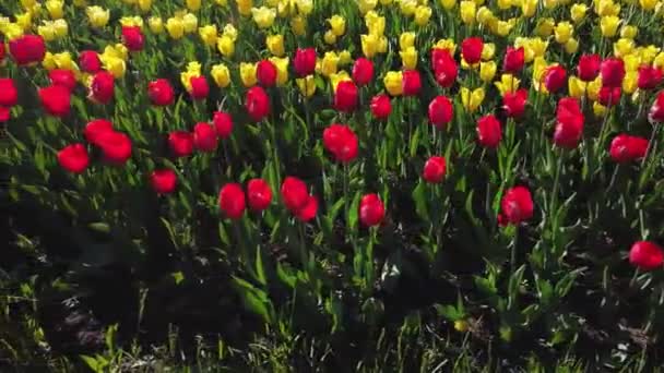 Tulipanes amarillos y rojos en un lecho de flores balanceándose en la vista superior del viento — Vídeo de stock