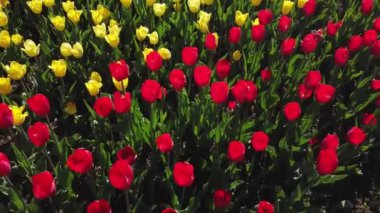 Sarı ve kırmızı laleler rüzgarda sallanıyor.