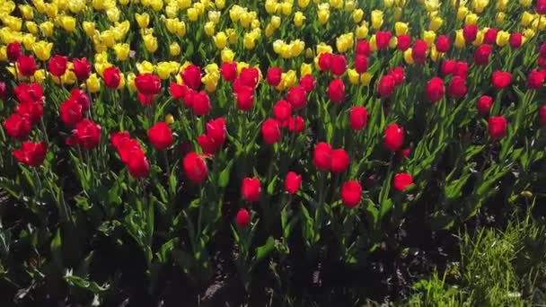 Żółty i czerwony jasne tulipany kołyszące się w wiatr widok z góry — Wideo stockowe